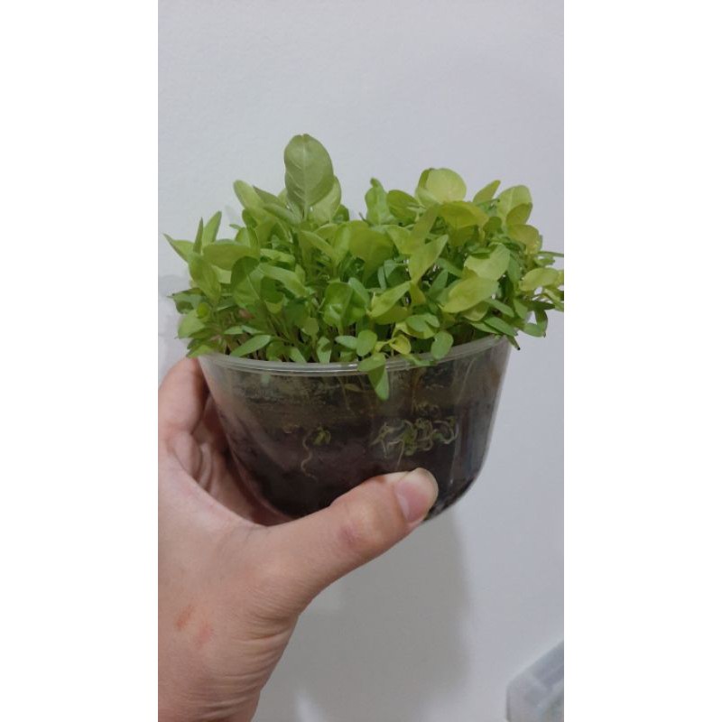 Microgreen tanaman mini sayuran mini