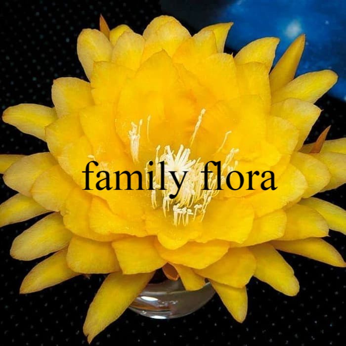 Tanaman hias wijaya kusuma bunga kuning - bibit wijaya kusuma kuning