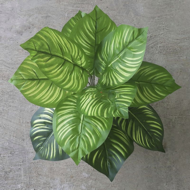 TANAMAN KELADI ZEBRA / BUKET BUNGA BUCKET TANAMAN HIAS FLASH SALE MEJA HIASAN RUMAH FLOWER DEKORASI 