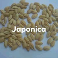 Benih Padi Jepang Japonica 1kg