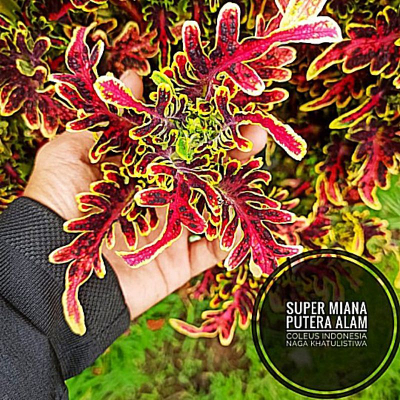 Miana id naga katulistiwa/Miana sultan