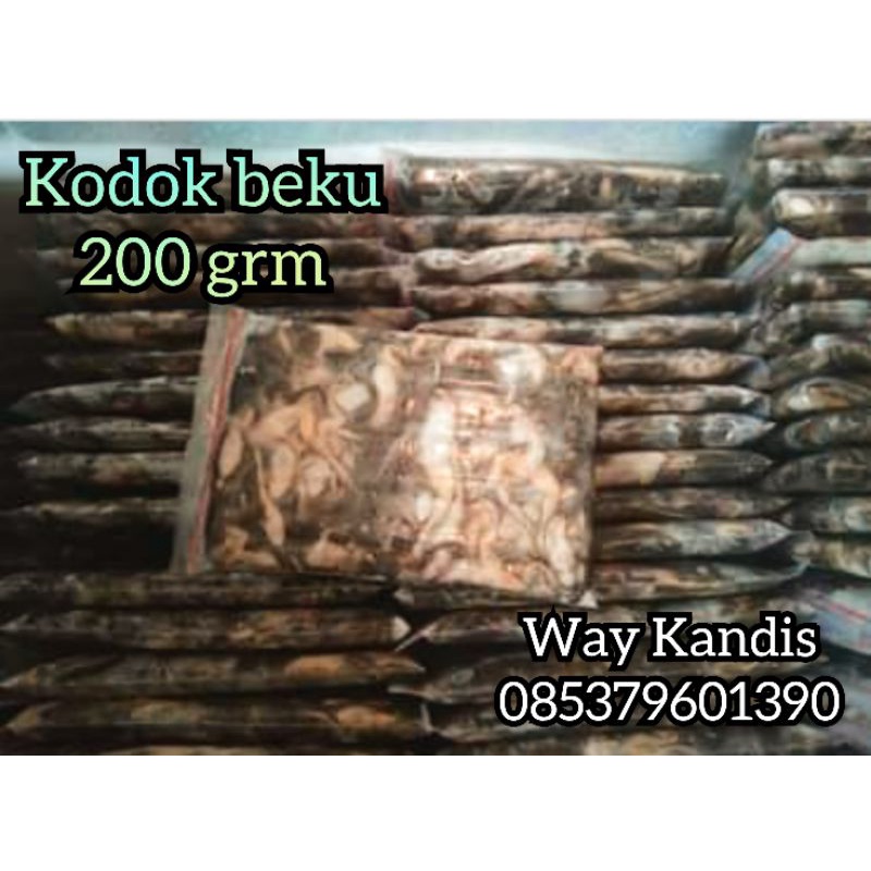 KODOK BEKU SAWAH STRERIL SUPER