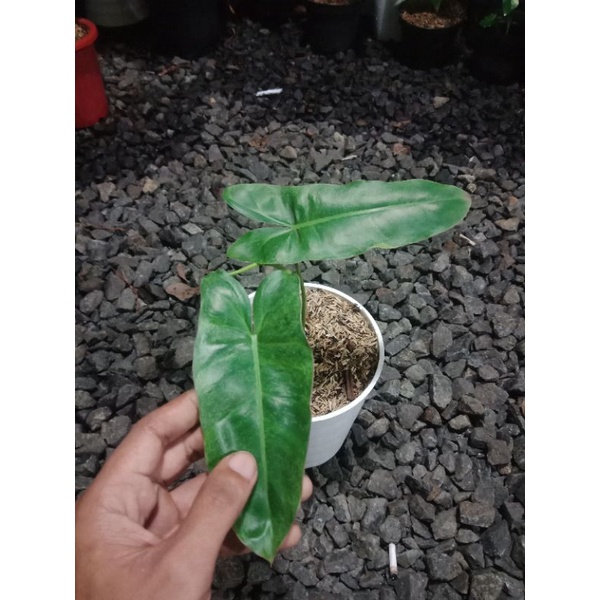 Philodendron Paraiso Verde, Tanaman Koleksi Paraiso Verde