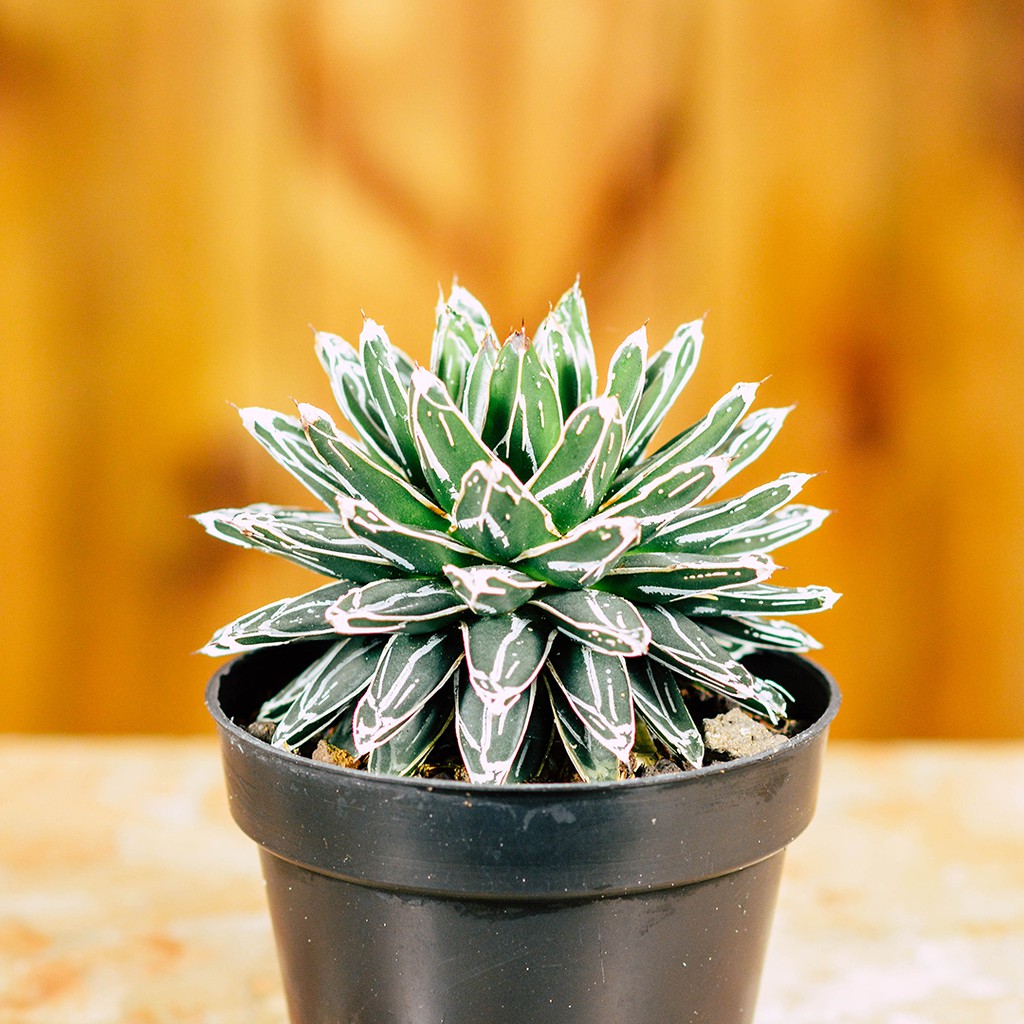 AGAVE HIMESON/TIPE X mini