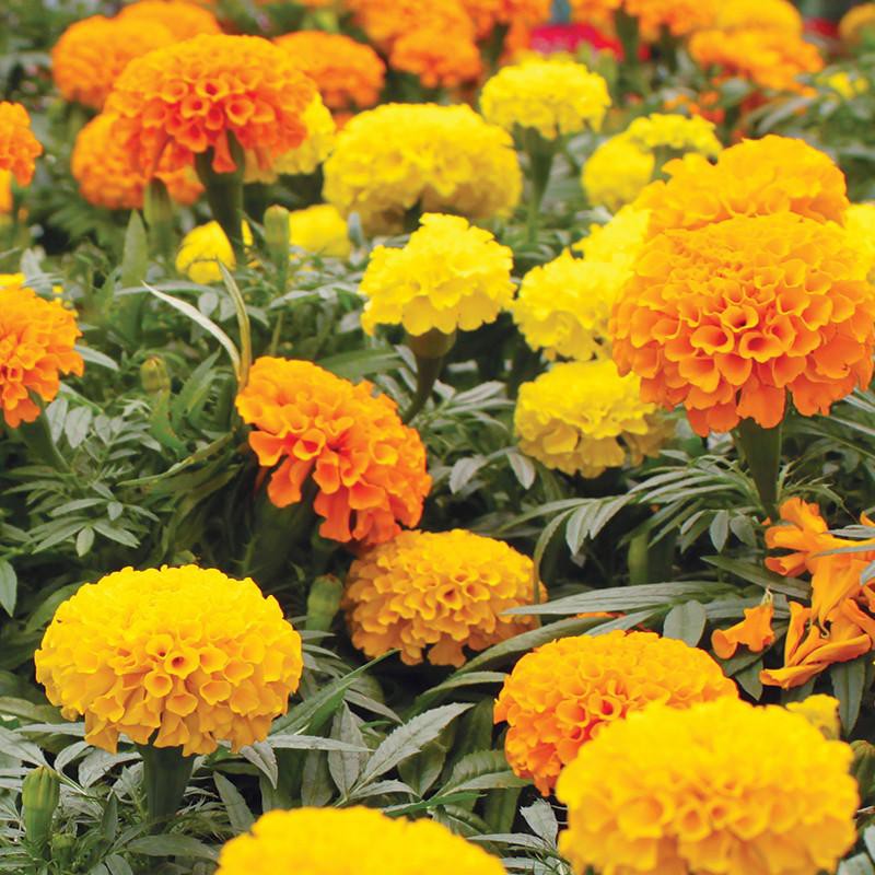 Benih-Bibit Bunga Marigold Cracker Jack Mix (Haira Seed)