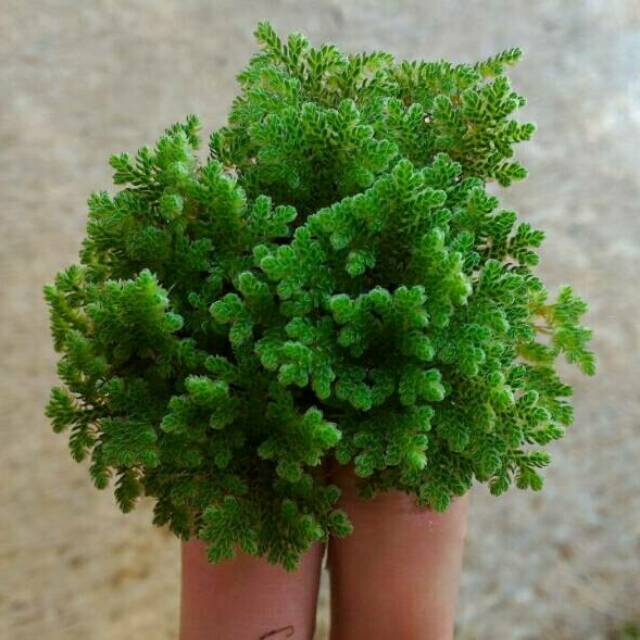 Indukan / Bibit Azolla Microphylla Segar (Alternatif Pakan Ternak)/ Spora Azolla Microphylla Kering