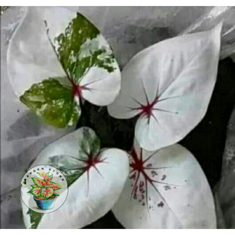 Umbi Caladium White Green Angelica Bibit tanaman hias