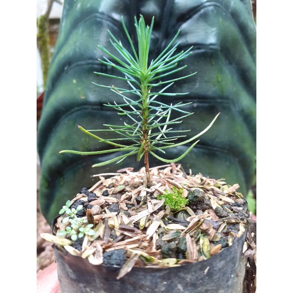 bibit japanese black pine bahan bonsai