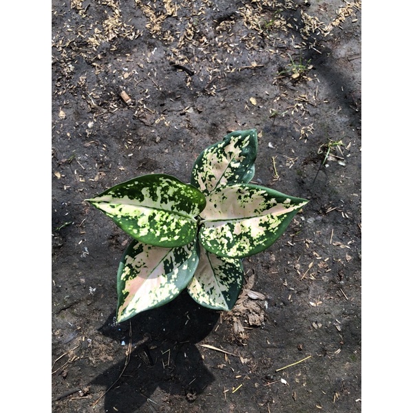 aglonema suksom white