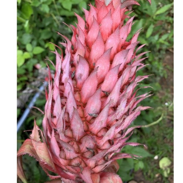 

Nanas merah nanas muda