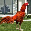 

TELUR AYAM BANGKOK WANGKAS JUMBO UNTUK DI TETASKAN