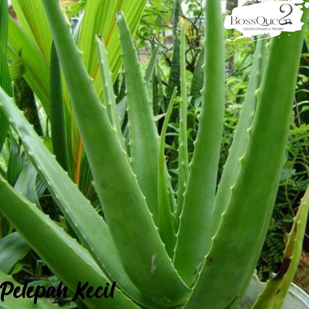 PELEPAH LIDAH BUAYA JUMBO / DAUN LIDAH BUAYA / BIBIT LIDAH BUAYA / MINUMAN LIDAH BUAYA / ALOE KUPAS DIJAMIN BEBAS PEPETISIDA