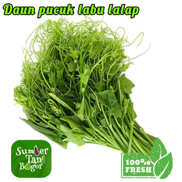 

DAUN PUCUK LABU LALAP