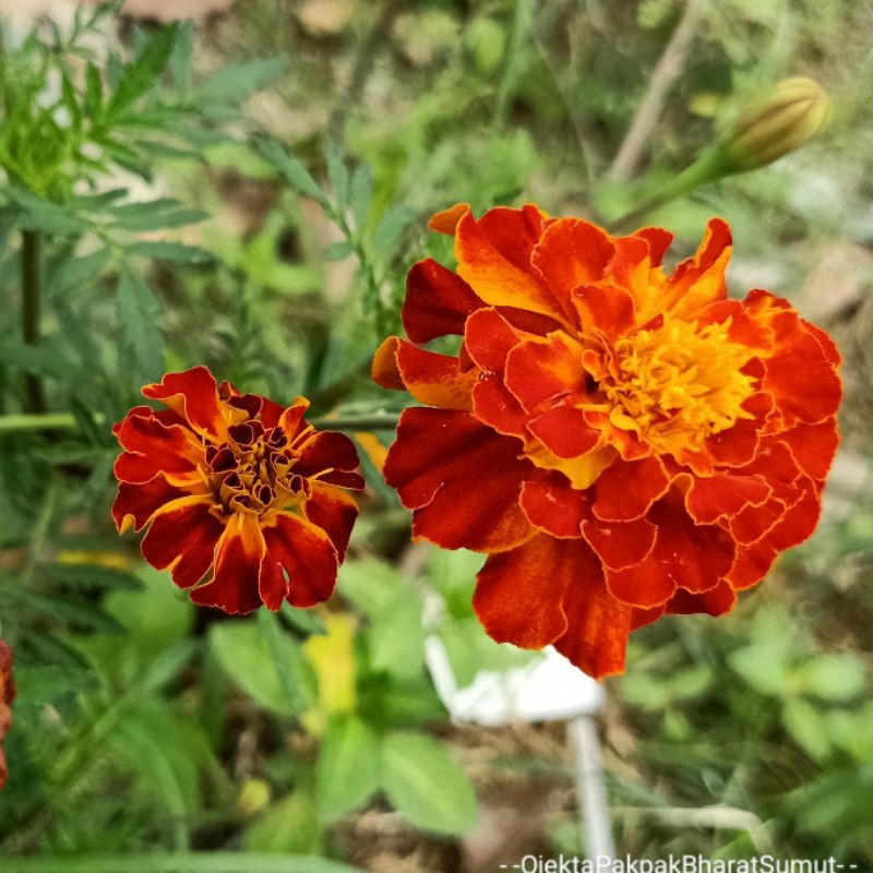 Tanaman Hias Cocok Botol Tagetes erecta, marigold Meksiko atau marigold Aztec Bunga Tai Ayam Outdoor