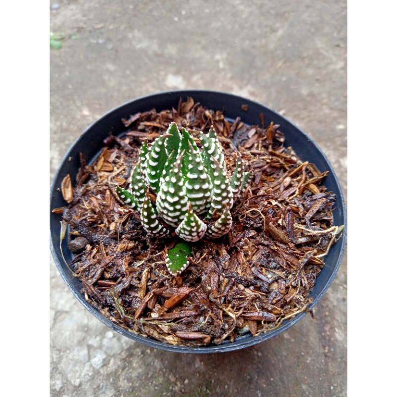 Sekulen haworthia perkutut + freepot