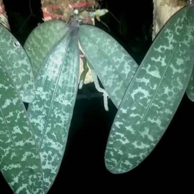 Anggrek Phalaenopsis Schilleriana