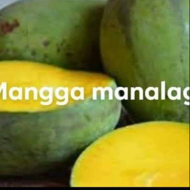 Bibit mangga manalagi situbondo okulasi indikan sudah berbuah