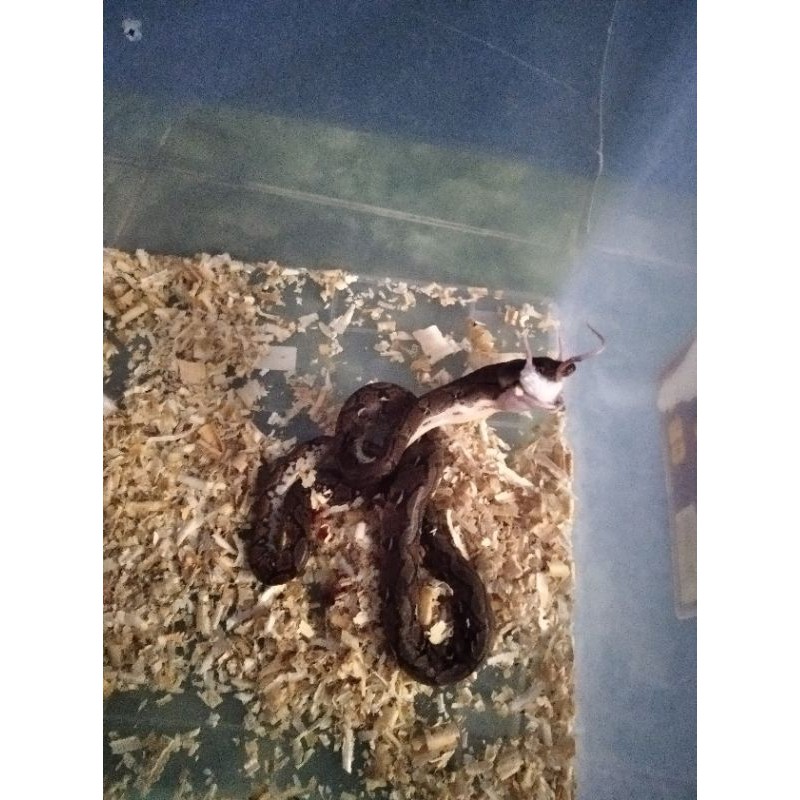 baby retic jawa