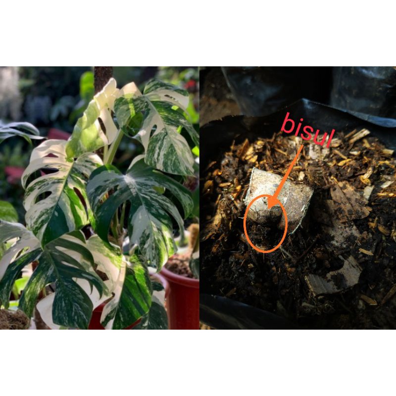 BONGGOL MONSTERA KING VARIGATA