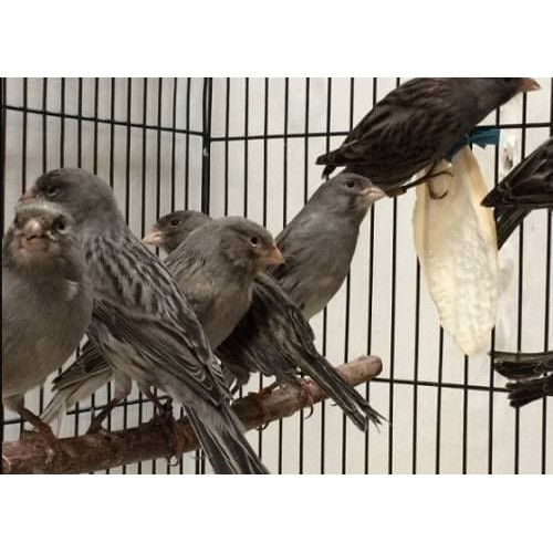 

BURUNG KENARI STARBLUE JANTAN BUNYI NGERIWIK TGU GACOR 3