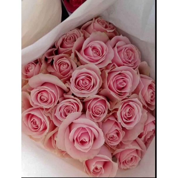 bunga mawar pink 20 batang pink rose bunga potong segar