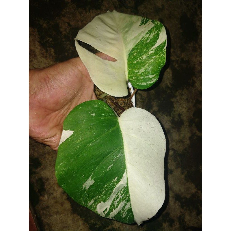 Tanaman monstera Varigata halfmoon Sold Out