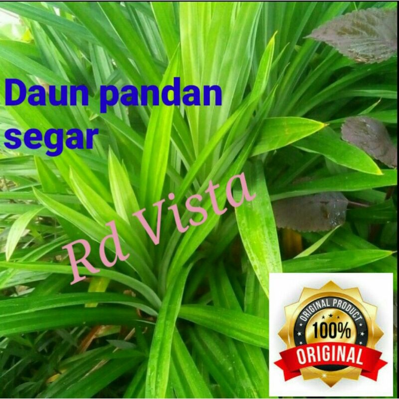 

Daun pandan segar pewangi masakan
