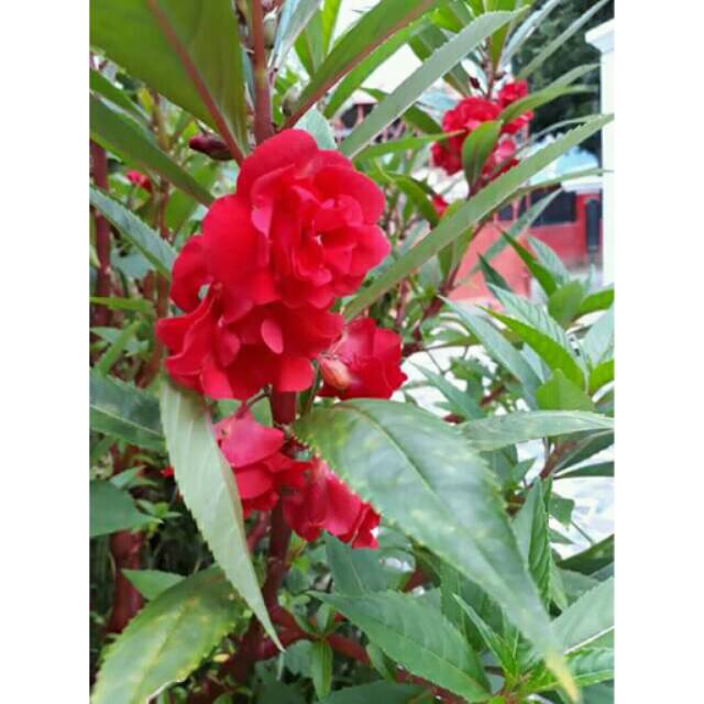 Eceran pacar air tumpuk merah per 15 biji