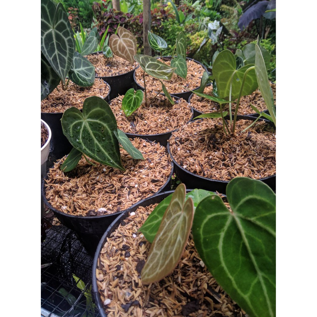 Anthurium clarinervium