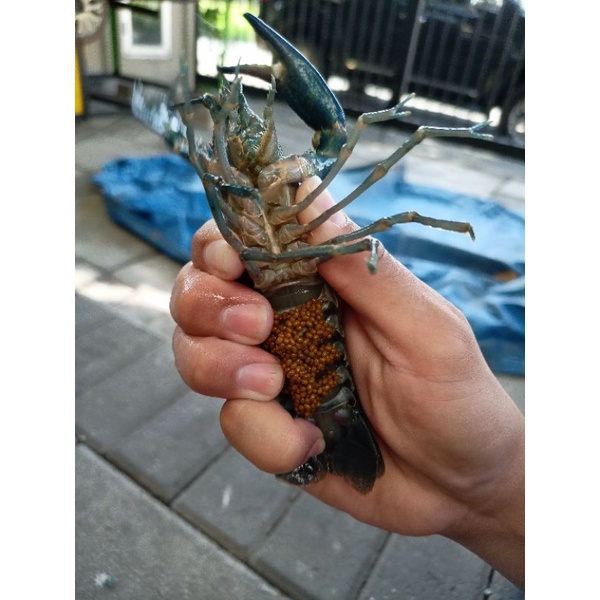 PROMO Lobster air tawar gendong telur 4 inch up / lobster air tawar bertelur / LAT bertelur/