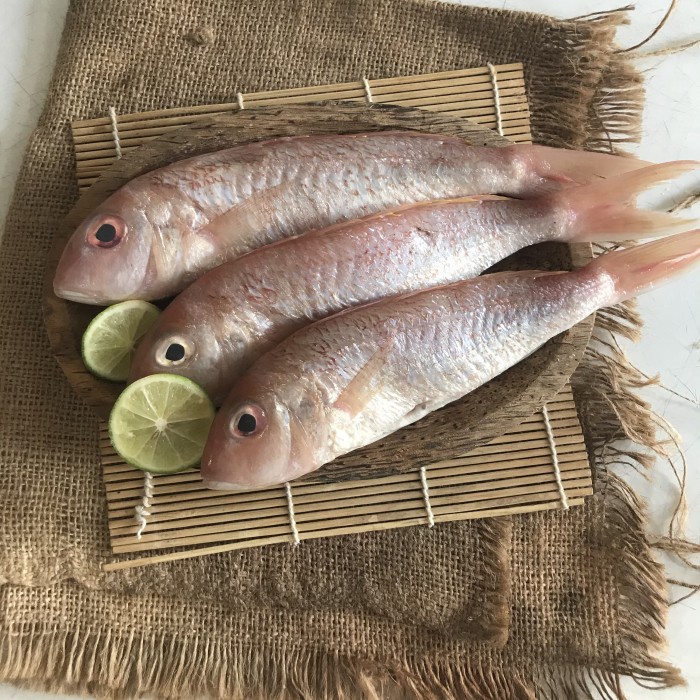 IKAN KUNIRAN - IKAN LAUT