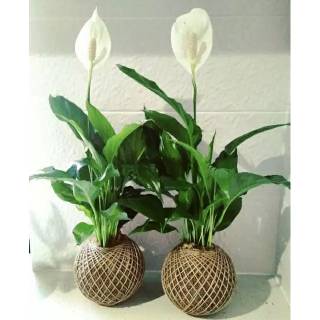  Tanaman  hias spatuphilum peace lily taneman pembersih 