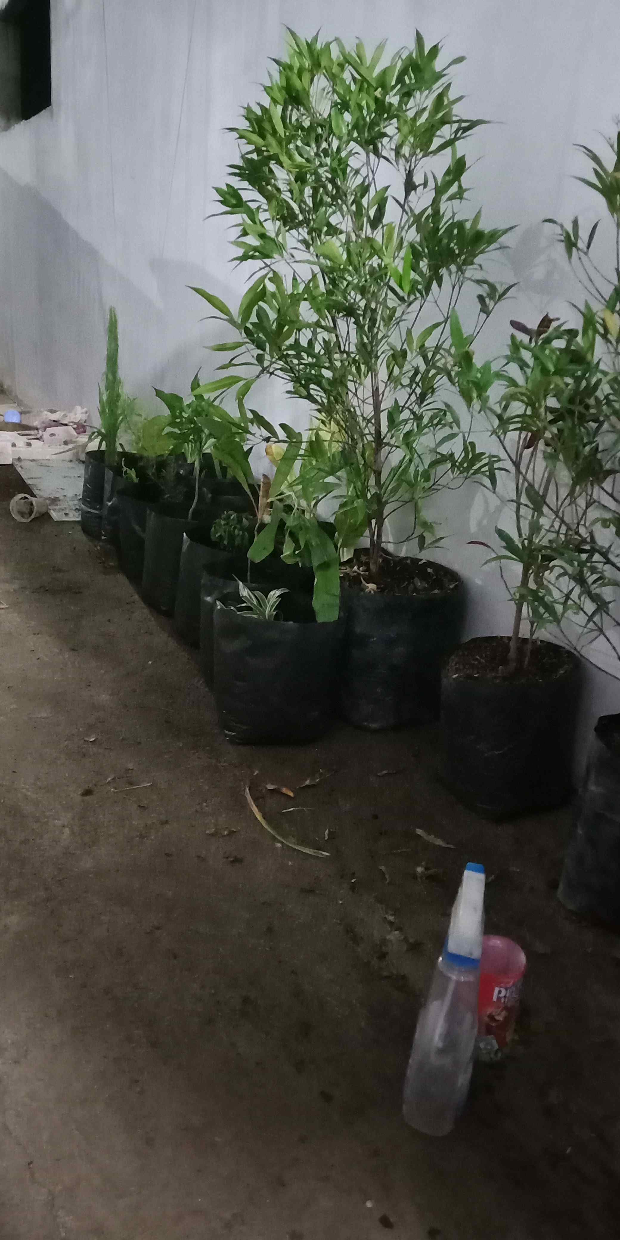 Furadan 3gr Repack 100 Gram - Anti Jamur Tanaman -fungisida Insektisida Nematisida