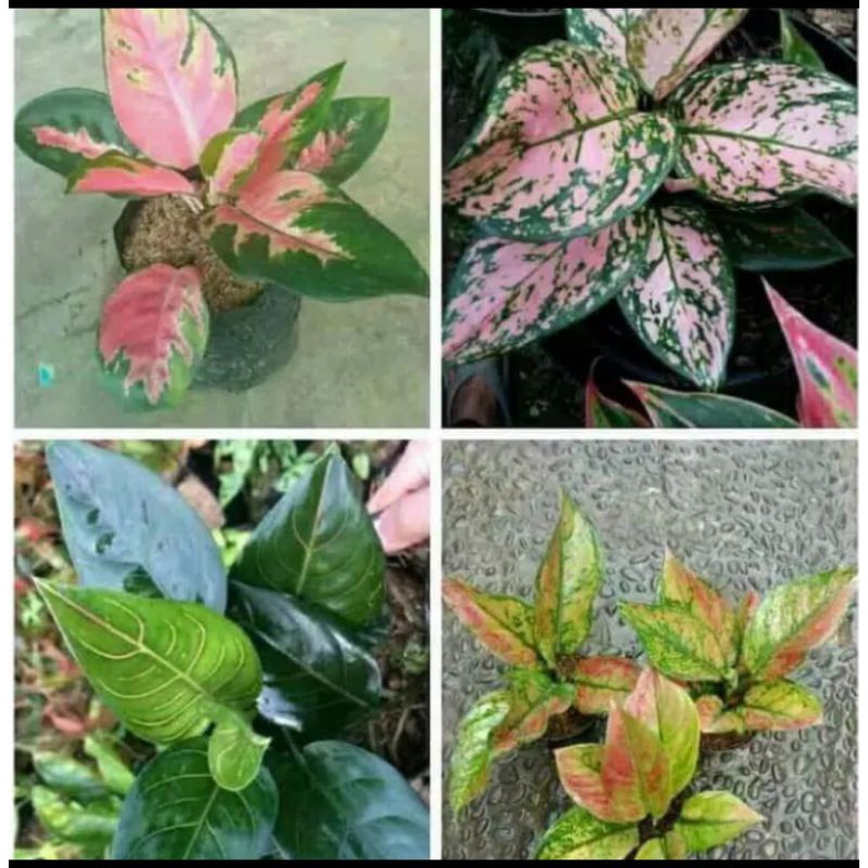 Terlaris Paket 4 Jenis Tanaman Hias Aglonema Cantik