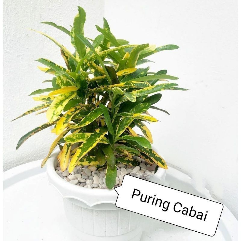 Tanaman hias puring cabe / pohon puring cabe merah / Tanaman Puring