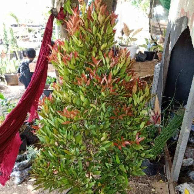 Pohon pucuk merah tinggi 1 meter | pucuk merah