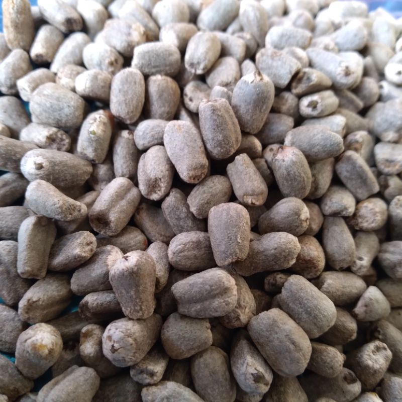 2 KG BIBIT PORANG  BUNGA SPORA PORANG| BIJI PORANG DARI SPORA