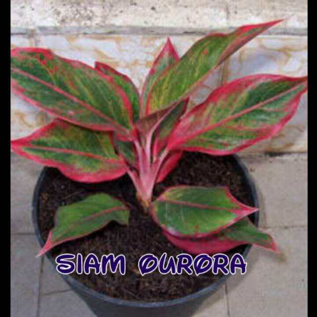 Bibit bunga aglonema simurora