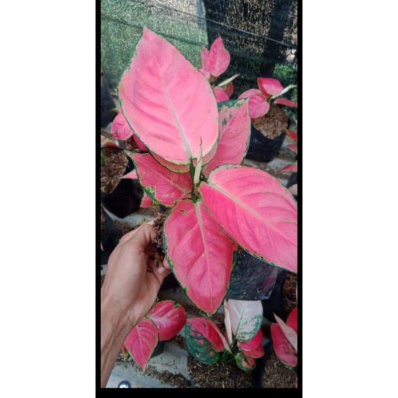 aglonema pink katrina