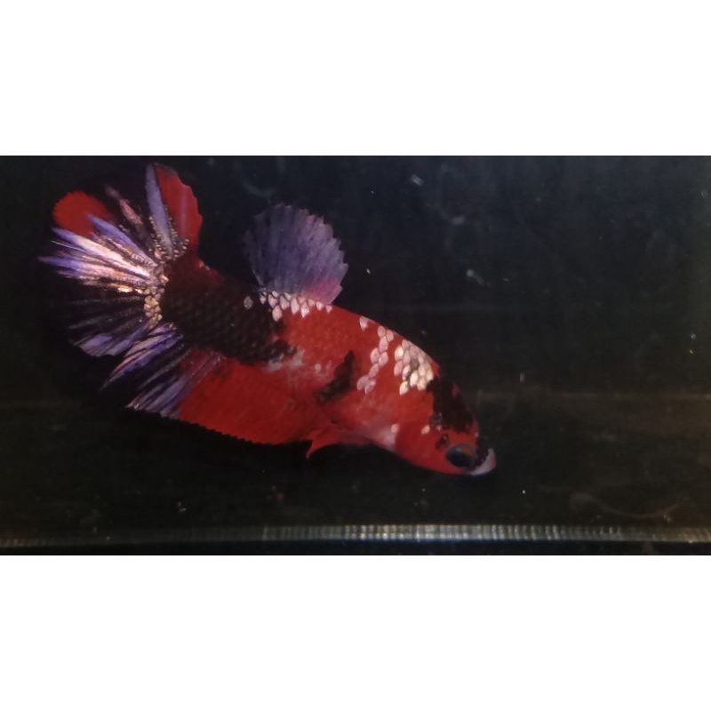 cupang hias Red koi cooper jantan ( real pict )
