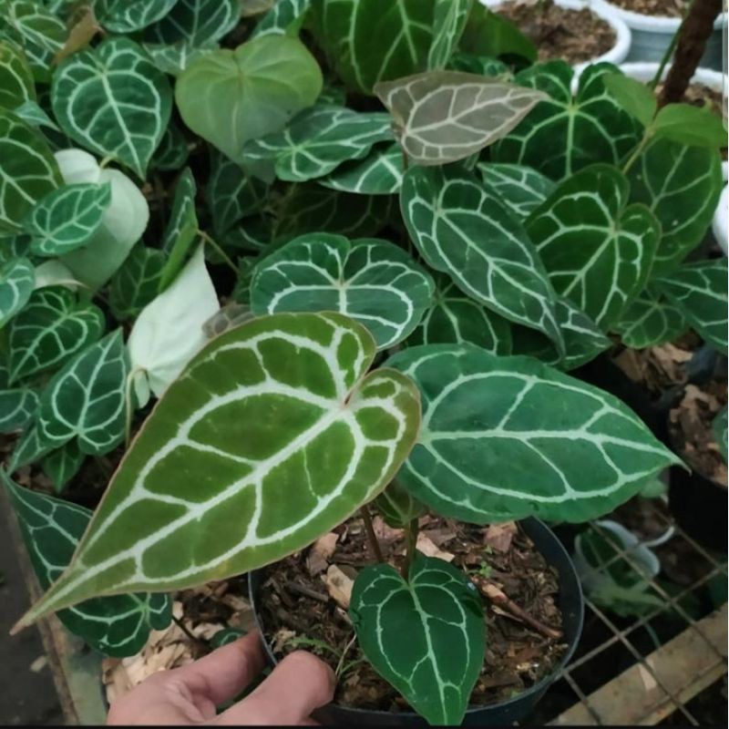 Anthurium cristalinum/kuping gajah mini