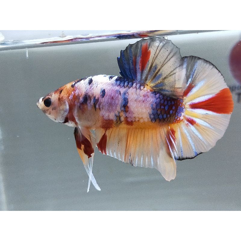 CUPANG Giant Nemo multi BO 6 cm