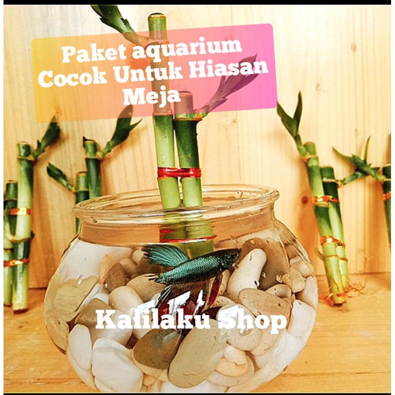 aquarium untuk hiasan meja satu paket lengkap-cupang-ikan hias-vas kaca-vas bening-vas bulat