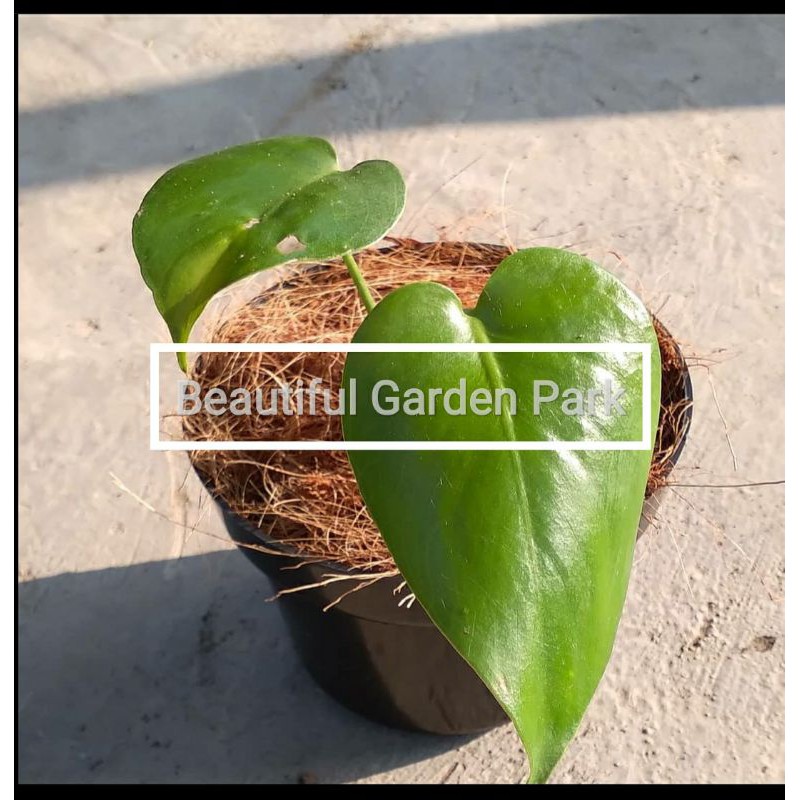 Bibit Tanaman hias Monstera Deliciosa - bibit monstera