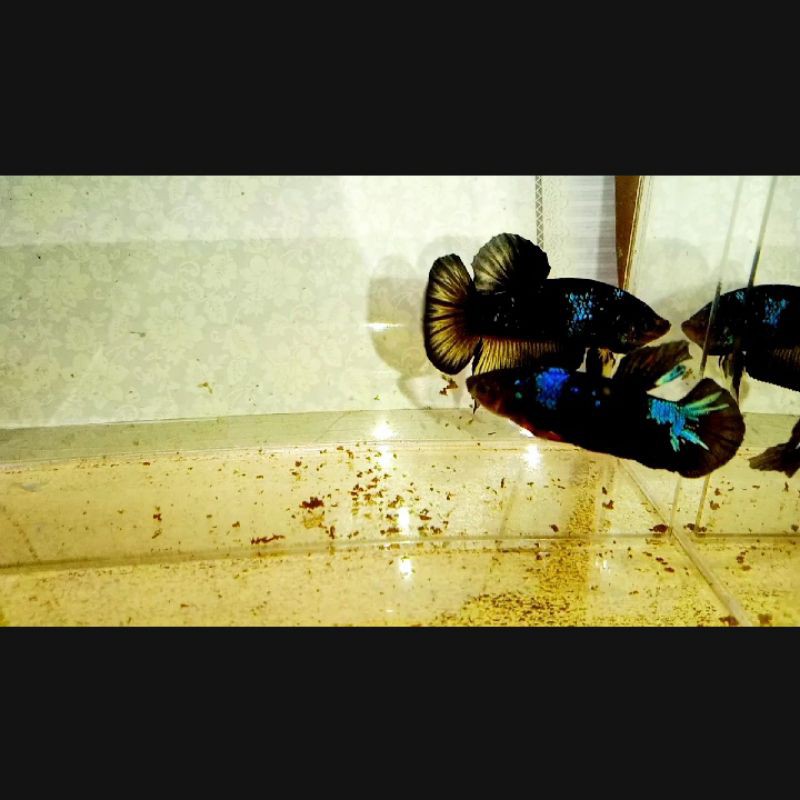 cupang Avatar Gordon vampire & Avatar yellow gold