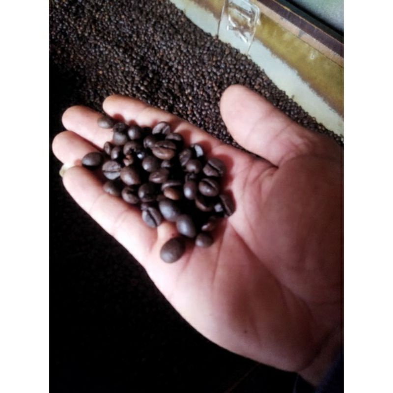 

biji kopi roasting robusta (Quality premium)