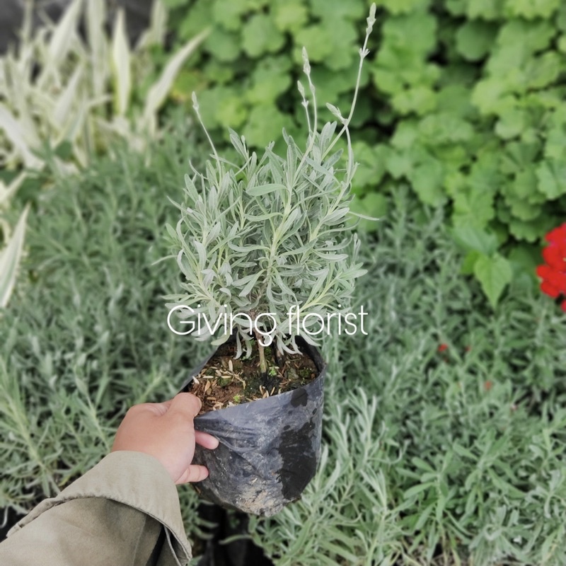 Tanaman Herba Lavender Asli Gold Creek / English Lavender Pengusir Nyamuk