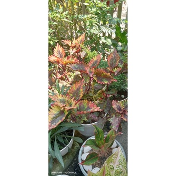 Stek BUNGA MIANA RAINBOW