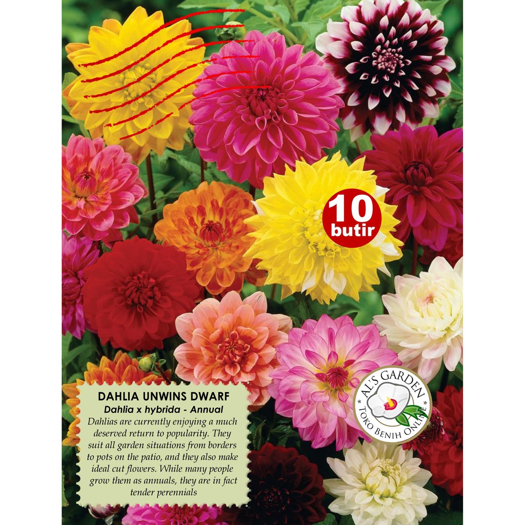 Benih Bunga  Dahlia  Unwins Dwarf Shopee  Indonesia