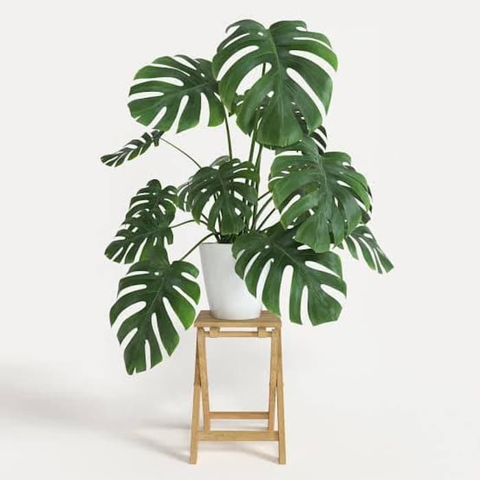 tanaman hias monstera deliciosa - monstera deliciosa | Shopee Indonesia